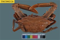 藏品(看守長眼蟹)的圖片